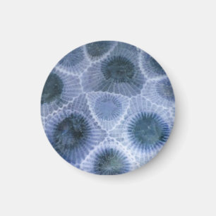 Blue Grey Petoskey Stone Magnet
