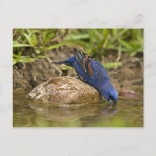 Blue Grosbeak drinking at backyard pond, Postcard