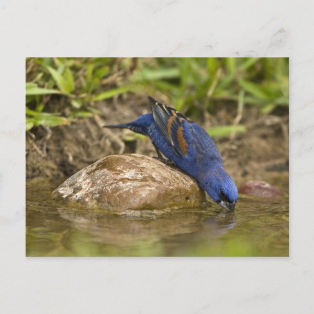 Blue Grosbeak drinking at backyard pond, Postcard (Front)