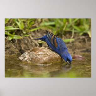 Blue Grosbeak drinking at backyard pond, Poster
