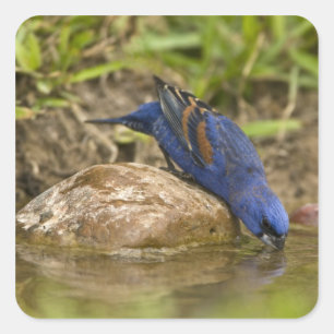 Blue Grosbeak drinking at backyard pond, Square Sticker