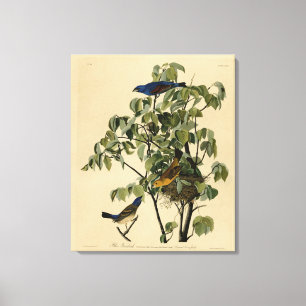 Blue Grosbeak from Audubon's Birds of America Canvas Print