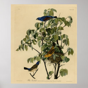 Blue Grosbeak from Audubon's Birds of America Poster
