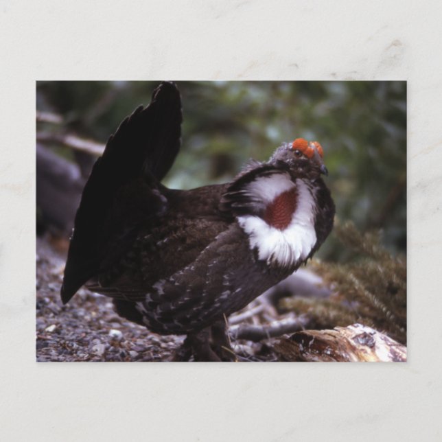 Blue Grouse Wildlife Series # 1 Postcard (Front)