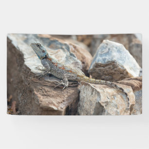 Blue headed Agama Banner