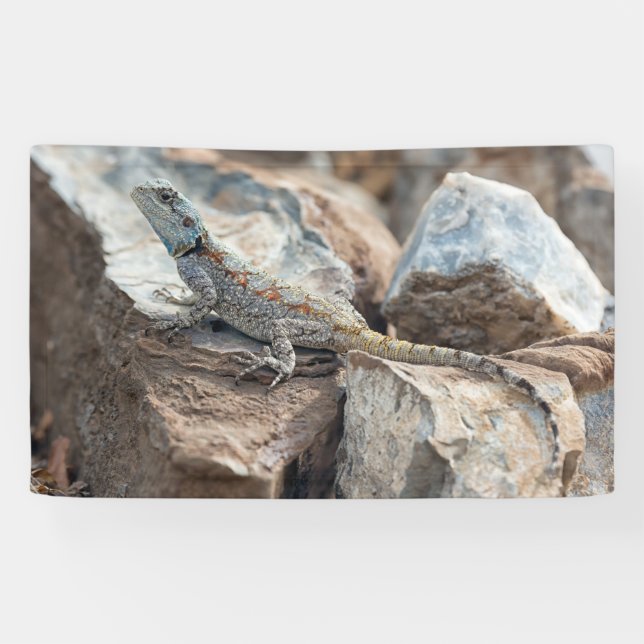 Blue headed Agama Banner (Horizontal)