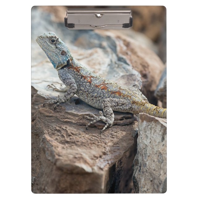 Blue headed Agama Clipboard (Front)