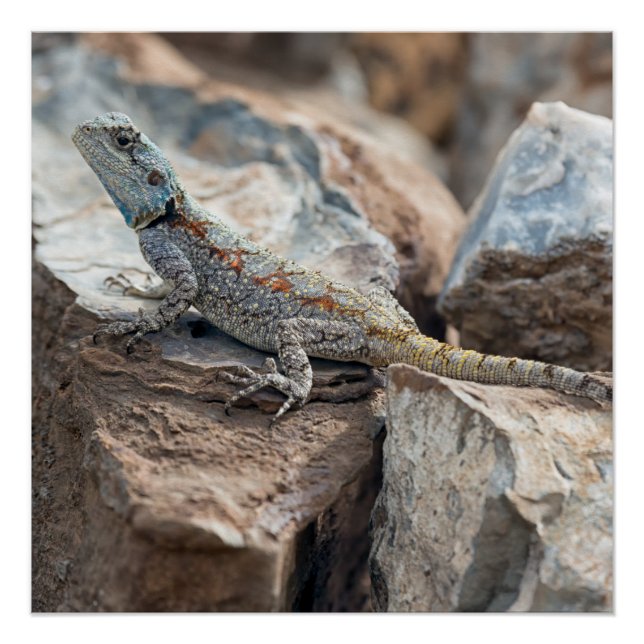 Blue headed Agama Poster (Front)