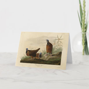 Blue-headed Pigeon from Audubon's Birds of America Card