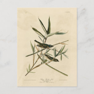 Blue-headed Vireo from Audubon's Birds of America Postcard
