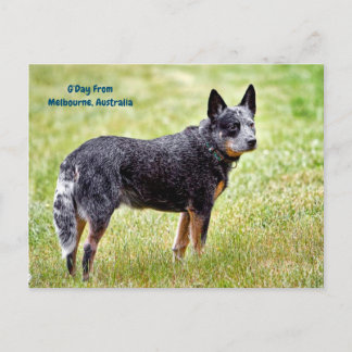 blue heeler dog postcard