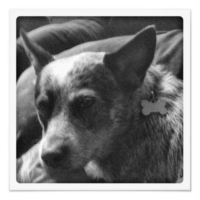 Blue Heeler in black and white Photo Print (Front)