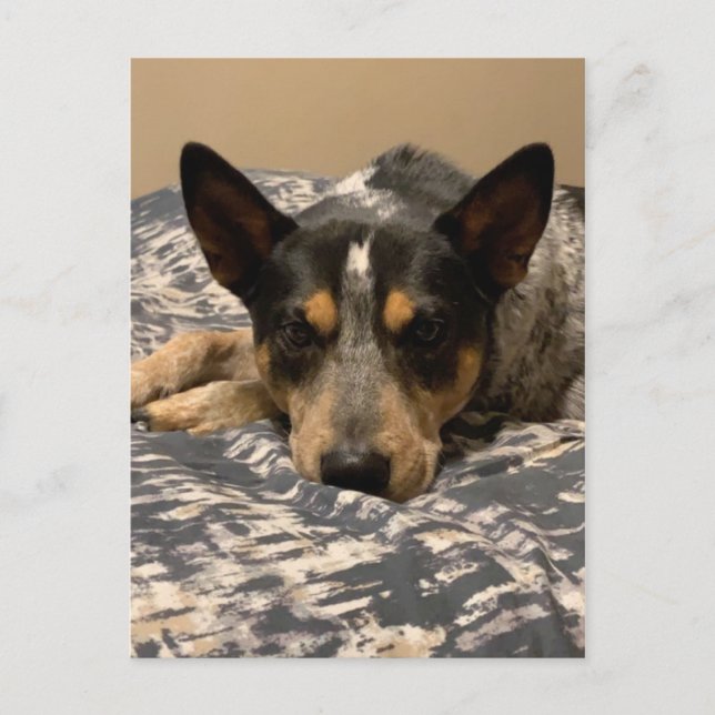 Blue Heeler Postcard (Front)