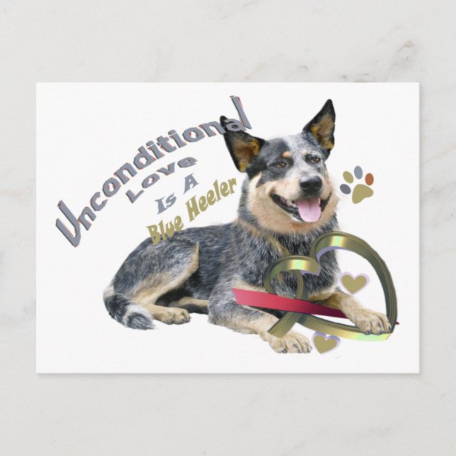 Blue Heeler Unconditional Love Postcard (Front)
