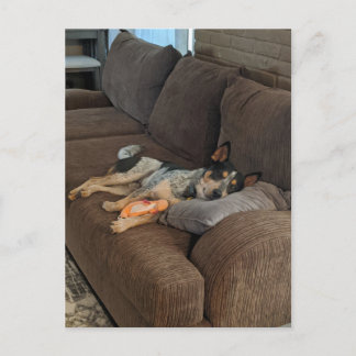 Blue Heeler Waiting for Dad to Come Home Postcard