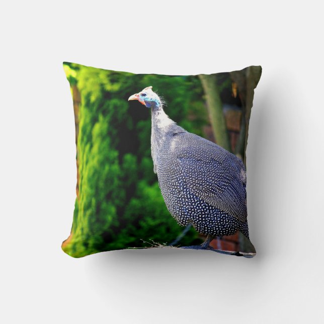 Blue Helmeted Guinea Fowl standing in the sun Cushion (Front)