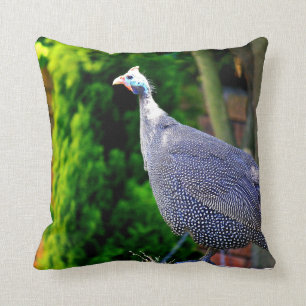 Blue Helmeted Guinea Fowl standing in the sun Cushion