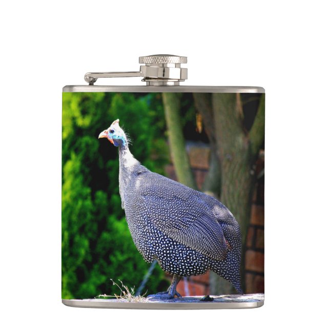 Blue Helmeted Guinea Fowl standing in the sun Hip Flask (Front)