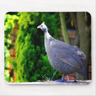 Blue Helmeted Guinea Fowl standing in the sun Mouse Mat