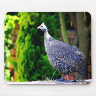 Blue Helmeted Guinea Fowl standing in the sun Mouse Mat
