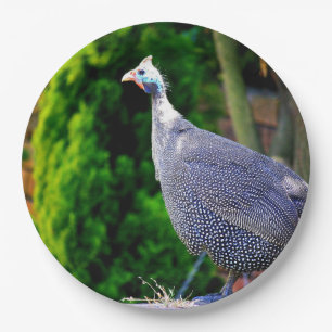 Blue Helmeted Guinea Fowl standing in the sun Paper Plate