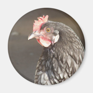 Blue Hen Magnet