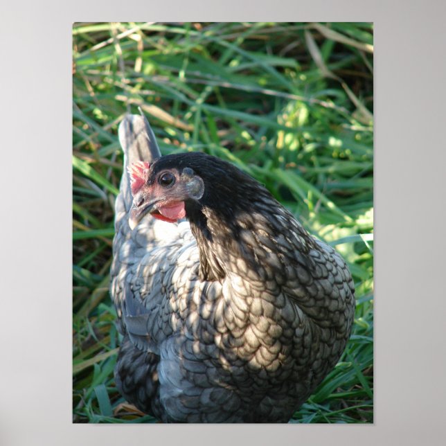 Blue Hen Poster (Front)