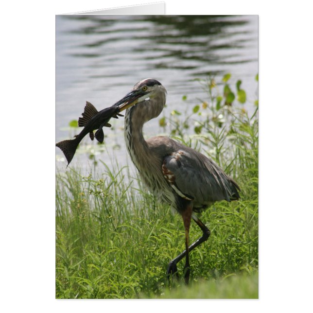 BLUE HERON (Front)