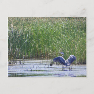 Blue Heron at Stillwater wildlife refuge Fallon, N Postcard
