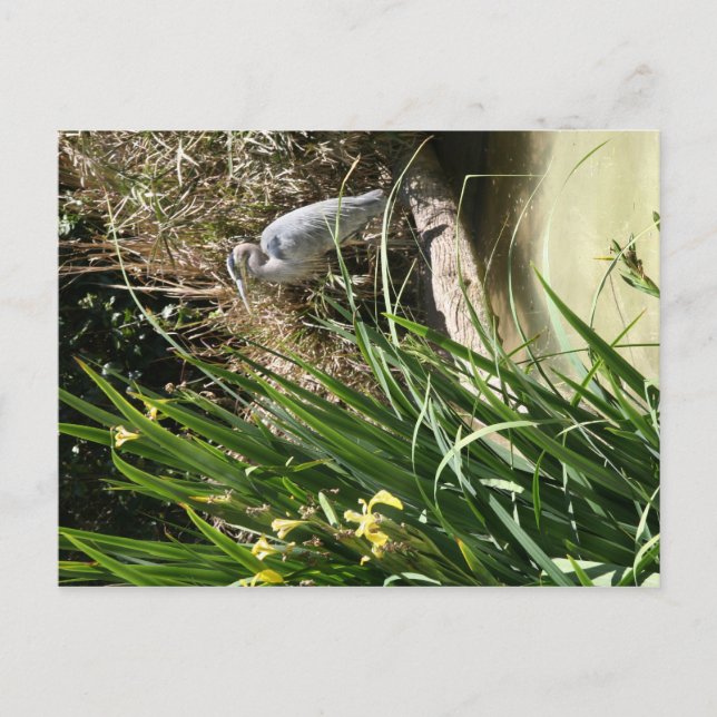 Blue Heron at the San Diego Zoo Postcard (Front)