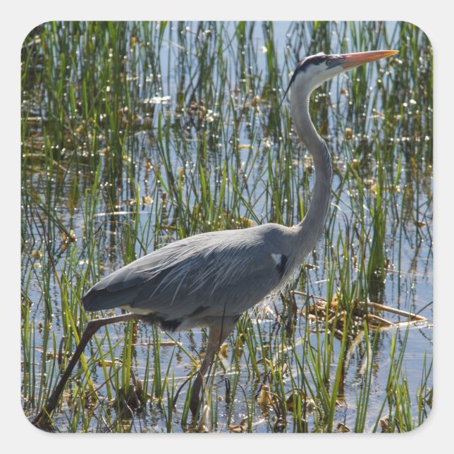 Blue Heron Bird Florida Wetlands Photograph Square Sticker (Front)