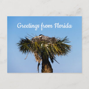 Blue Heron Bird Nest Greetings from Florida Postcard