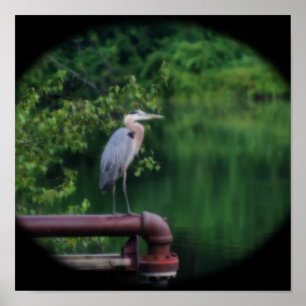 Blue Heron Bird Posing Nature Orton Effect Poster