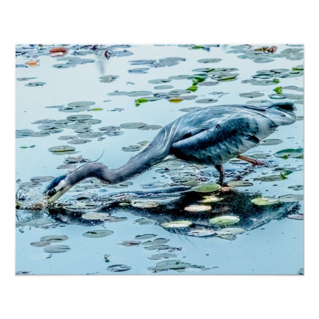 Blue Heron, fishing for dinner among the lily pads Poster (Front)