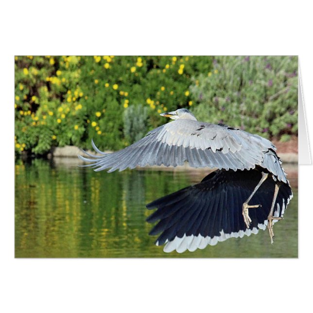 Blue heron in flght near The Villages waterfalls (Front Horizontal)