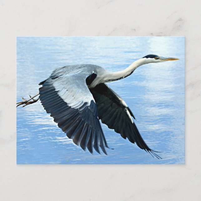 Blue Heron in Flight Over Water Postcard (Front)