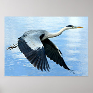 Blue Heron in Flight Over Water Poster