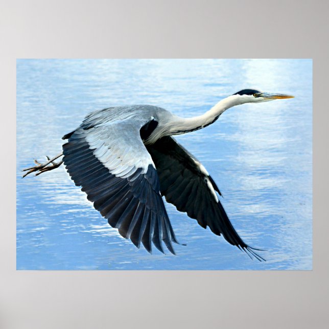 Blue Heron in Flight Over Water Poster (Front)