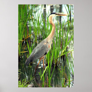 Blue Heron in the Reeds Poster