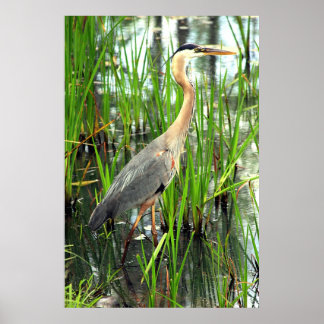 Blue Heron in the Reeds Poster