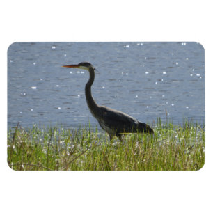 Blue Heron in Wetland Pond  Magnet
