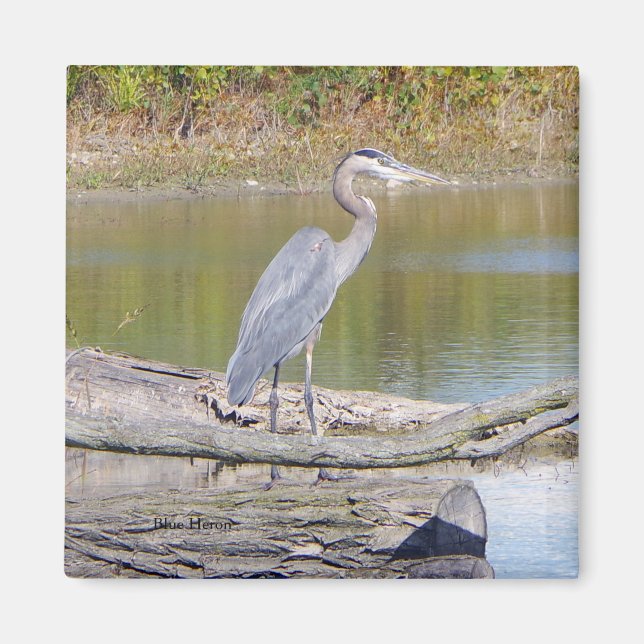 Blue Heron magnet (Front)