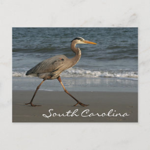 Blue Heron Ocean Beach South Carolina Postcard