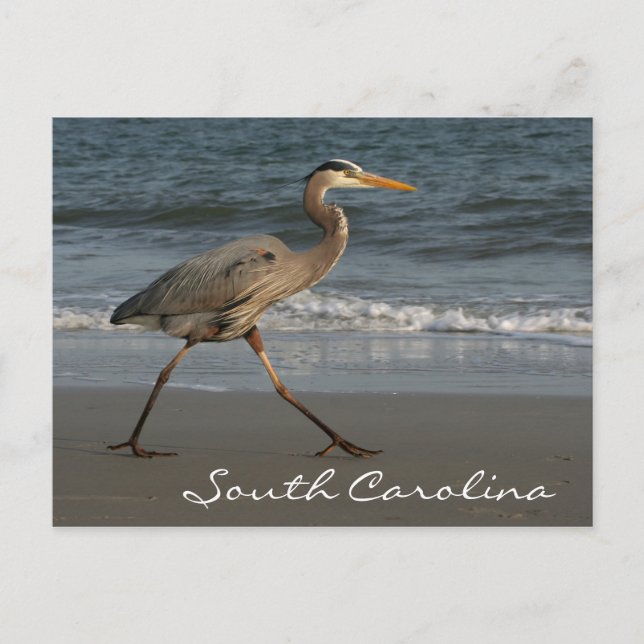 Blue Heron Ocean Beach South Carolina Postcard (Front)