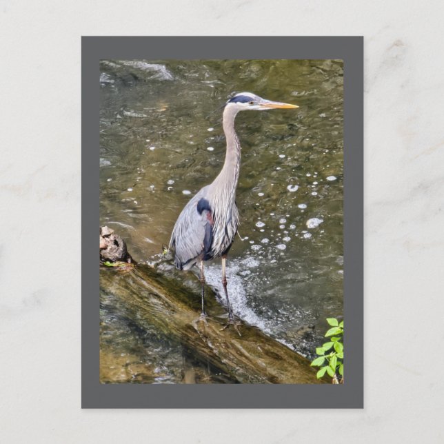 Blue heron postcard (Front)