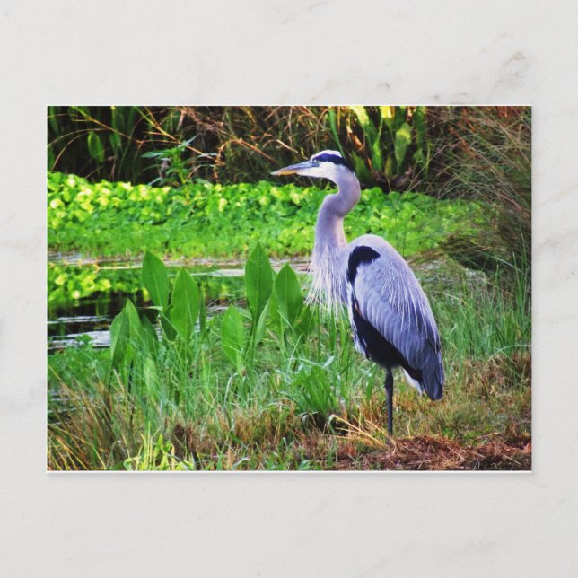 Blue Heron Postcard (Front)