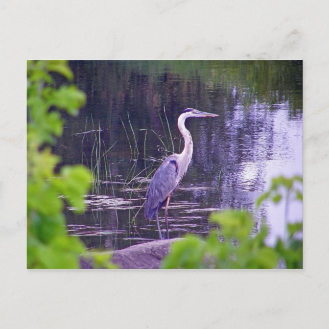 Blue Heron Postcard (Front)