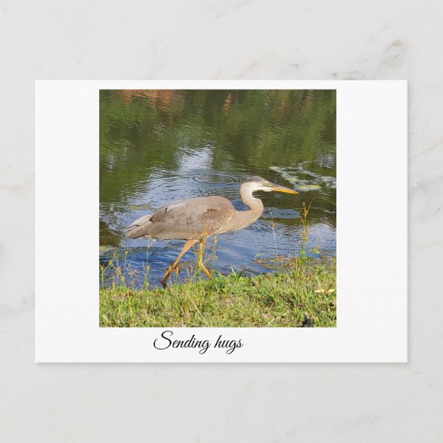Blue heron postcard (Front)