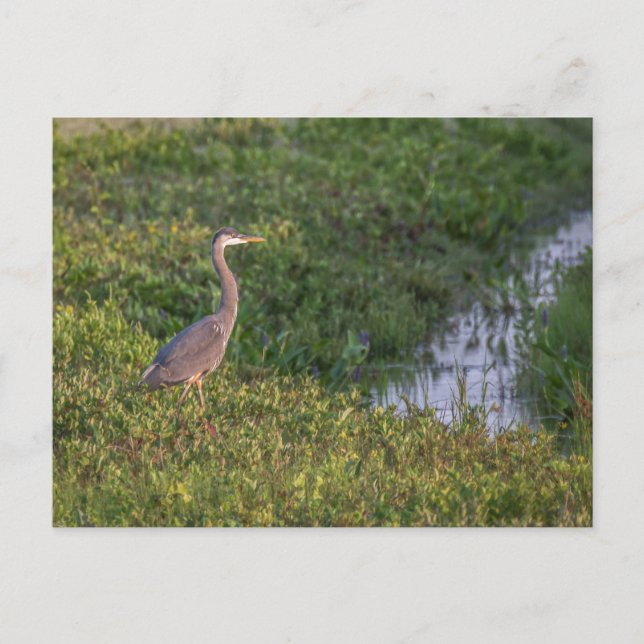 Blue Heron Postcard (Front)