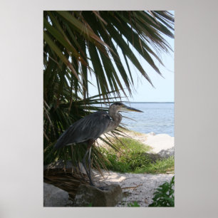 Blue Heron Poster